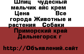 Шпиц - чудесный мальчик айс-крем › Цена ­ 20 000 - Все города Животные и растения » Собаки   . Приморский край,Дальнегорск г.